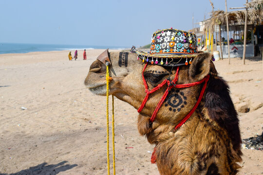 Funny Image with camel wearing hat 