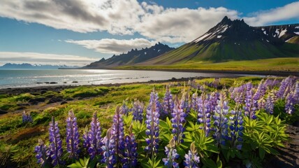 Fototapeta premium Beautiful Landscape of Lupine Flowers on Stony Coastline with Dramatic Mountains Blue Sky and White Clouds on Sunny Day