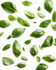Naklejka premium Fresh and Vibrant Green Basil Leaves Falling on a White Surface for Culinary and Botanical Backgrounds