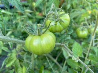 Green tomatoes growing in the garden