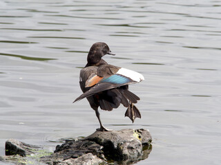 A Paradise Shelduck  (Tadorna variegata) stands on a rock in the water and stretches a wing, showing the coloured markings and also webbed foot.New Zealand duck
