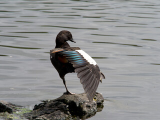 A Paradise Shelduck  (Tadorna variegata) stands on a rock in the water and stretches a wing, showing the coloured markings