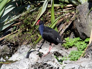 A Pukeko stands on a rocky terrain.New Zealand. (Porphyrio melanotus).Australasian Swamphen