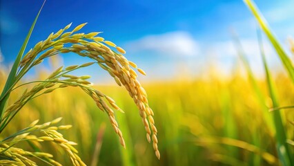 Close up of single rice crop in field under blue sky with sky blue bokeh background , serenity, tranquility,  serenity