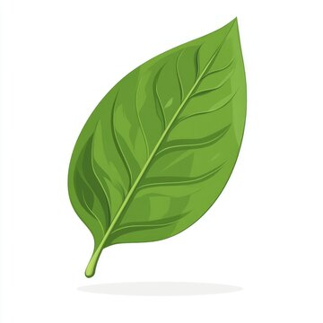 Green basill leaf illustration eco-friendly botanical.