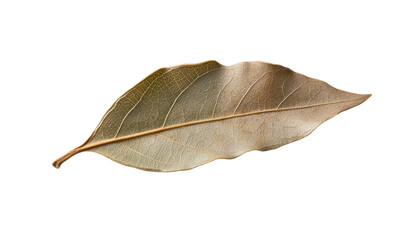 Exploring nature's beauty bay leaf natural environment herbal content close-up view organic concept