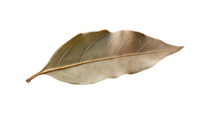 Exploring nature's beauty bay leaf natural environment herbal content close-up view organic concept