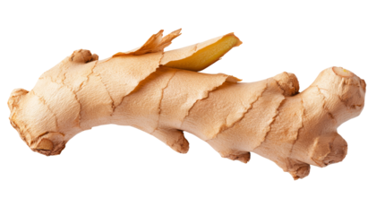 Ginger root harvesting process organic farm food photography natural setting close-up health benefits