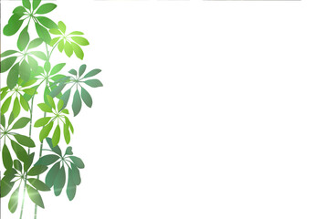 新緑　観葉植物　葉　背景