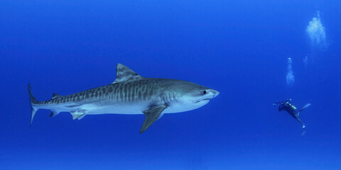 Diver swimming face to face with a juvenile female tiger shark, Honokohau harbour, North Kona, Hawaii, USA