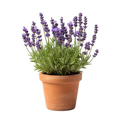Fototapeta premium Lavender Plant in Terrarium Pot Isolated on Transparent Background