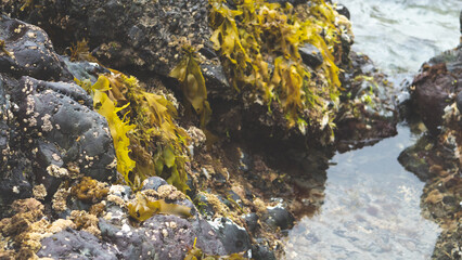 Seaweed on a beach new zealand variety of colours beachcombing 