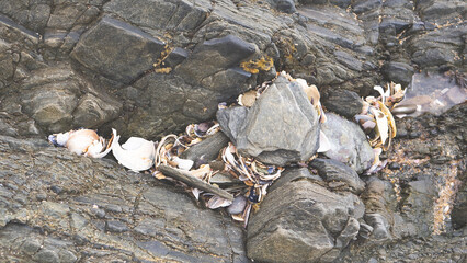 Broken sea shells on rocks calm scene close up details
