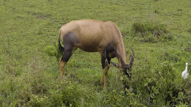 A topi grazes cautiously through the Serengeti, alert to surroundings while grazing on fresh grass