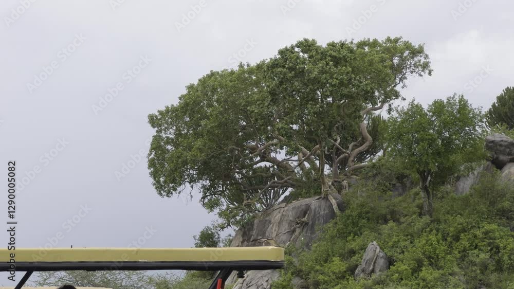 Poster a leopard rests on a tree branch in the serengeti, scanning the area below for potential prey in the