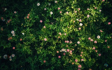 Fototapeta premium Meadow of Delicate Pink and White Daisies A Lush Green Field of Wildflowers from Above.