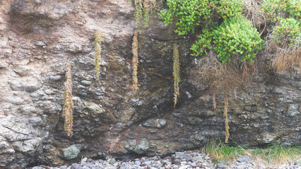 Rocks on a beach and plants growing on them beachcombing new zealand hanging surviving 