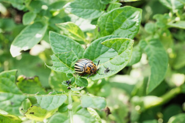 Colorado potato beetle on green leaf in sunlit garden