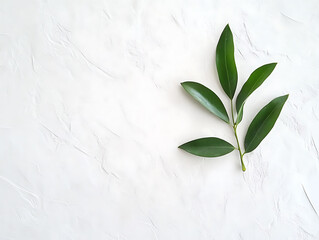 Leaf arrangement on textured white surface nature botanical art minimalist aesthetic top view organic concept