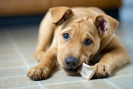 Close-up of a Labrabull (pitador) Puppy dog lying on the floor chewing a bone