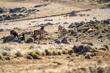 Herd of Heidschnucke (German grey heath) sheep.	