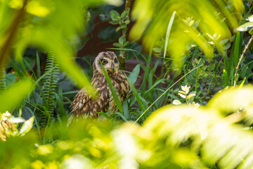 Hawaiian Short-eared Owl (Asio flammeus sandwichensis)