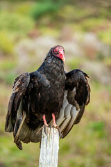Turkey vulture (Cathartes aura) sitting on a tree.