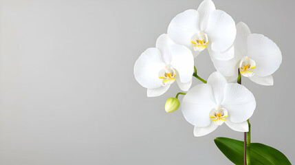 White orchids bloom on grey background, spa tranquility