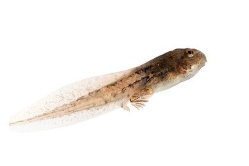 Fejervarya cancrivora tadpole isolated on white backkground, Fejervarya cancrivora tadpole