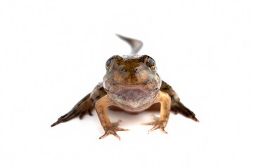 Fejervarya cancrivora froglet isolated on white backkground, Fejervarya cancrivora froglet