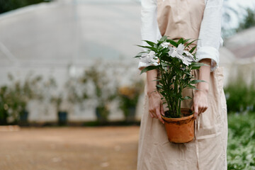 Young woman in light apron holding a flower pot with blooming plant, conveying joy in a greenhouse...