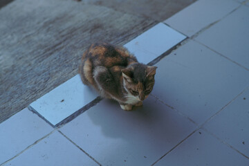 A calico cat with striking amber eyes sits on a cool tiled floor, staring curiously. Its fur blends warm and cool tones, contrasting with the blue tiles and worn concrete surroundings.