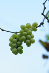 A vibrant cluster of green grapes hangs from a vine, glistening with moisture. The rich contrast between the bright fruit and the dark branches highlights the freshness and beauty of nature’s bounty.