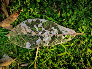 Dry leaves fell on the grass . leaf veins
