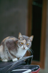 A striking tricolor cat perches on a scooter seat, its golden eyes locked in an intense stare. The contrast between its soft fur and the rough urban setting highlights its bold and curious nature.