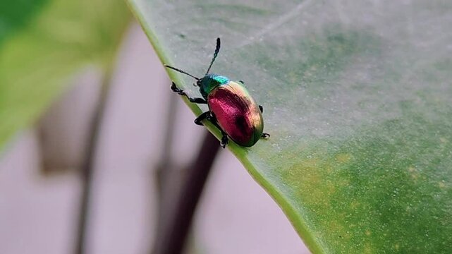 Animal video Chrysochus auratus, more commonly known as the dogbane beetle, is a leaf beetle that is primarily found in the eastern United States. These beetles are typically found to have a blue-gree
