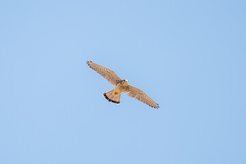 狩りのために飛翔する美しいチョウゲンボウ（ハヤブサ科）
英名学名：Common Kestrel (Falco tinnunculus, family comprising falcons) 
神奈川県平塚市、岡崎の田んぼ-2025年
