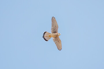 狩りのために飛翔する美しいチョウゲンボウ（ハヤブサ科）
英名学名：Common Kestrel (Falco tinnunculus, family comprising falcons) 
神奈川県平塚市、岡崎の田んぼ-2025年
