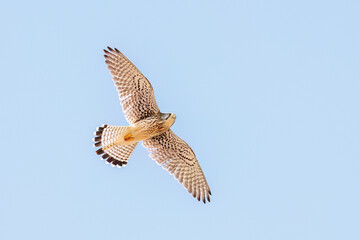 狩りのために飛翔する美しいチョウゲンボウ（ハヤブサ科）
英名学名：Common Kestrel (Falco tinnunculus, family comprising falcons) 
神奈川県平塚市、岡崎の田んぼ-2025年
