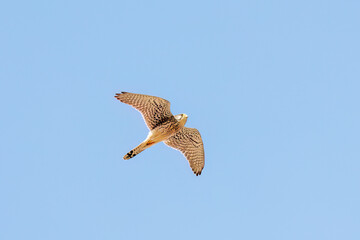狩りのために飛翔する美しいチョウゲンボウ（ハヤブサ科）
英名学名：Common Kestrel (Falco tinnunculus, family comprising falcons) 
神奈川県平塚市、岡崎の田んぼ-2025年
