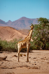 Giraffe in the African desert