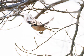 飛翔する美しいモズ（モズ科）
英名学名：Bull-headed shrike (Lanius...