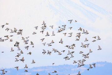 背景に雄大な富士山。美しく冠雪している。
彼らを狙う美しいオオタカ（タカ科）と
飛翔する美しいカワラバト（ハト科）の大群。
英名学名：Rock Pigeon (Columba livia)
Northern Goshawk, Accipiter gentilis
神奈川県平塚市、岡崎の田んぼ-2025年
