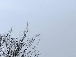 Bare Tree Against a Gray Sky