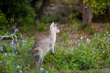 Kangaroo in Natural Habitat