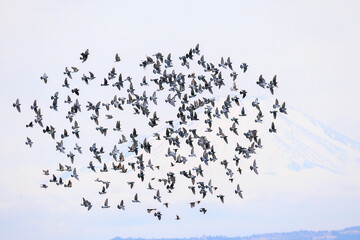 背景に雄大な富士山。美しく冠雪している。
彼らを狙う美しいオオタカ（タカ科）と
飛翔する美しいカワラバト（ハト科）の大群。
英名学名：Rock Pigeon (Columba livia)
Northern Goshawk, Accipiter gentilis
神奈川県平塚市、岡崎の田んぼ-2025年
