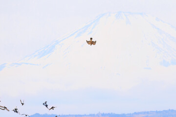 背景に雄大な富士山。美しく冠雪している。
彼らを狙う美しいオオタカ（タカ科）と
飛翔する美しいカワラバト（ハト科）の大群。
英名学名：Rock Pigeon (Columba livia)
Northern Goshawk, Accipiter gentilis
神奈川県平塚市、岡崎の田んぼ-2025年
