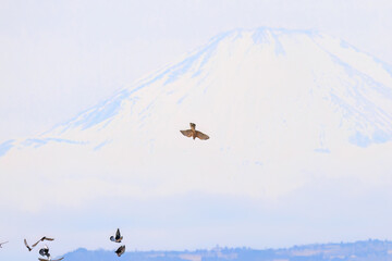 背景に雄大な富士山。美しく冠雪している。
彼らを狙う美しいオオタカ（タカ科）と
飛翔する美しいカワラバト（ハト科）の大群。
英名学名：Rock Pigeon (Columba livia)
Northern Goshawk, Accipiter gentilis
神奈川県平塚市、岡崎の田んぼ-2025年
