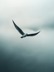 Obraz premium seagull flying in the sky