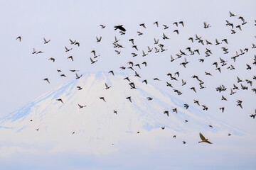 背景に雄大な富士山。美しく冠雪している。
彼らを狙う美しいオオタカ（タカ科）と
飛翔する美しいカワラバト（ハト科）の大群。
英名学名：Rock Pigeon (Columba livia)
Northern Goshawk, Accipiter gentilis
神奈川県平塚市、岡崎の田んぼ-2025年
